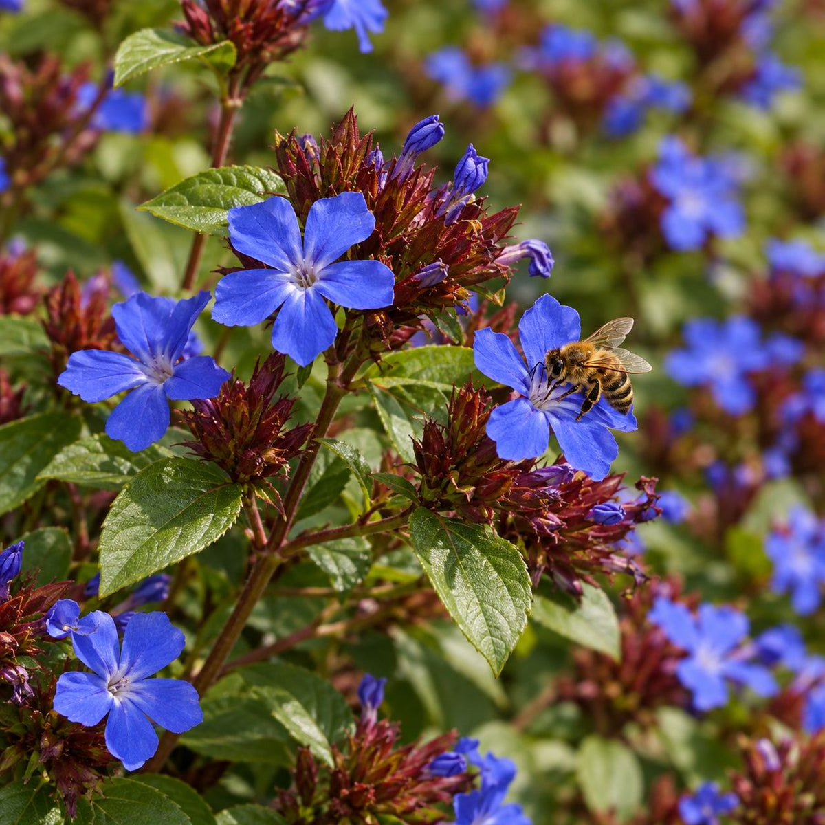 Honeybee visiting vivid cobalt-blue Dwarf Plumbago flowers surrounded by glossy green leaves and burgundy flower bracts.