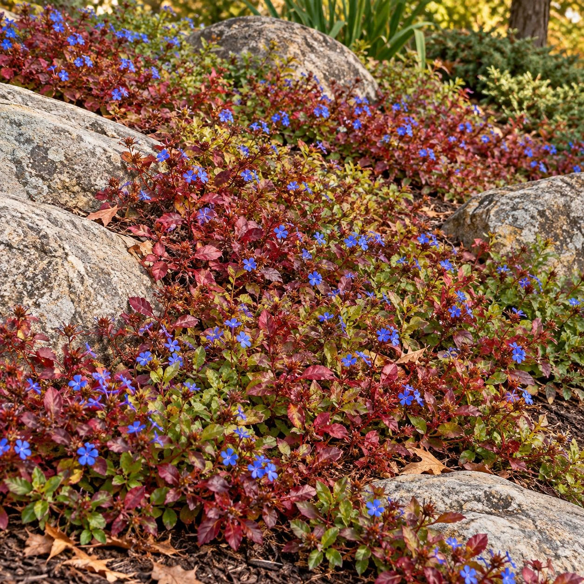 Dwarf Plumbago spreading between landscape boulders with cobalt-blue flowers and bronze-red autumn foliage.