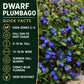 Dwarf Plumbago quick facts: zones 5–9, sun to part shade, 6–10 inches tall, summer-to-fall blue flowers, and deer resistance.