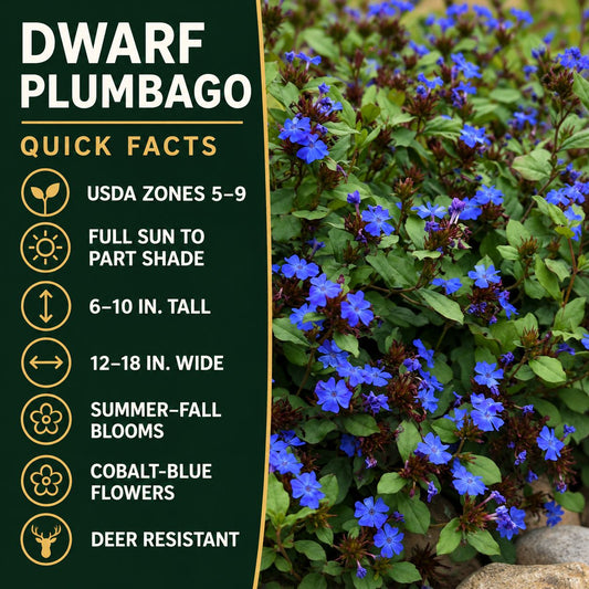 Dwarf Plumbago quick facts: zones 5–9, sun to part shade, 6–10 inches tall, summer-to-fall blue flowers, and deer resistance.