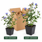 Dwarf Plumbago plants in labeled square pint and quart nursery containers beside an open shipping box.