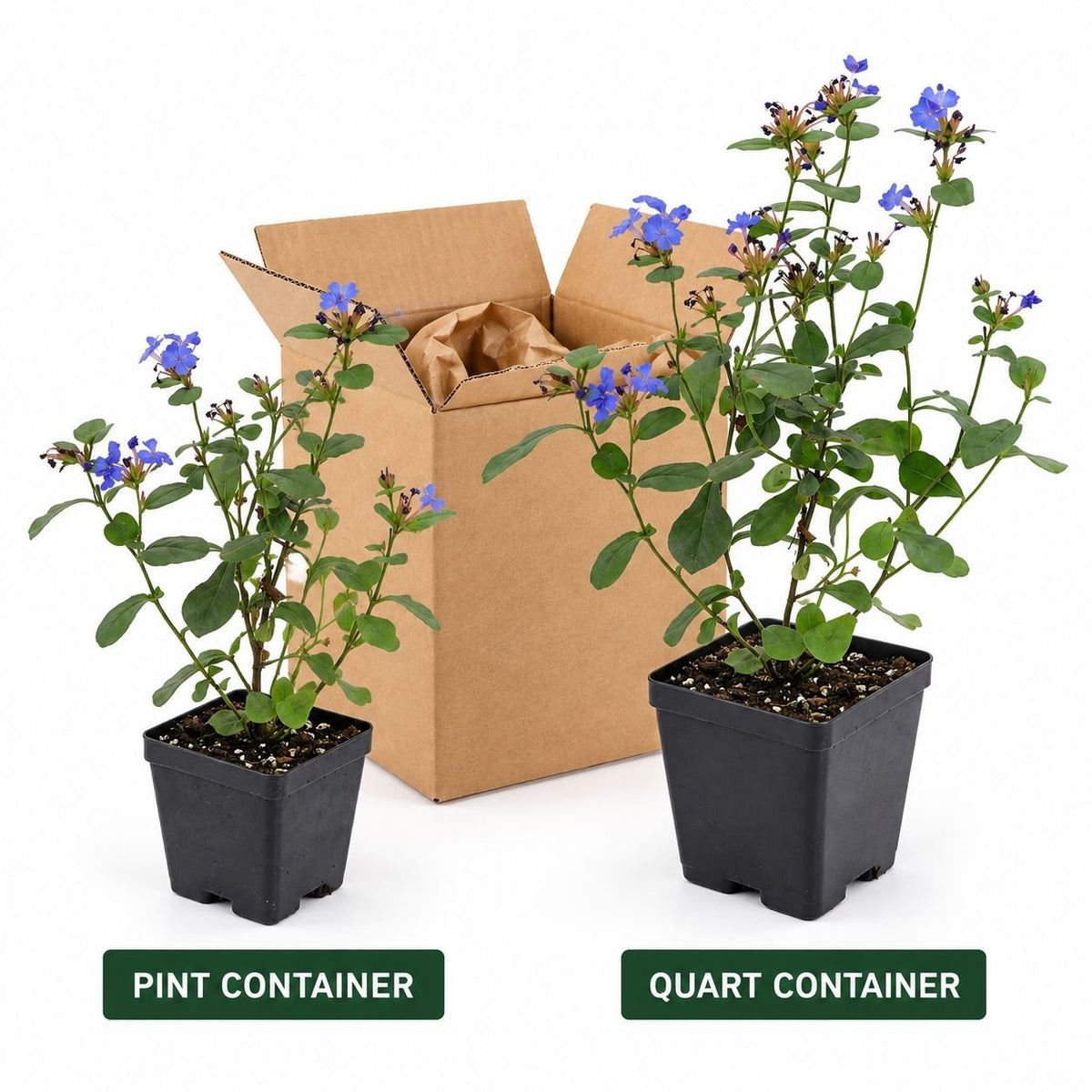 Dwarf Plumbago plants in labeled square pint and quart nursery containers beside an open shipping box.