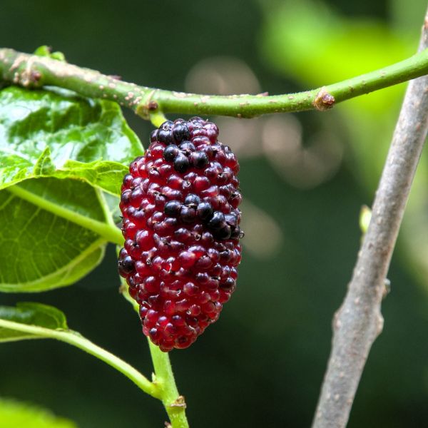 Dwarf Everbearing Mulberry closeup of the fruit 