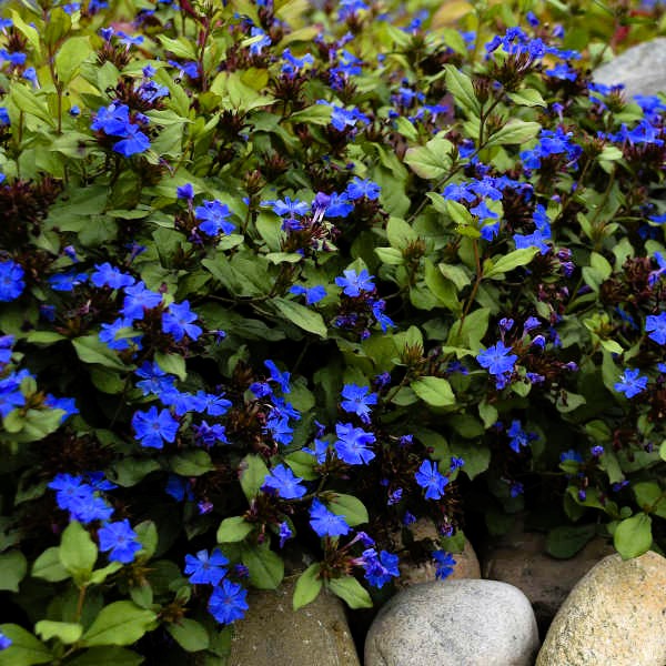 Dwarf Plumbago used as a ground cover, providing seasonal interest and vibrant blooms"