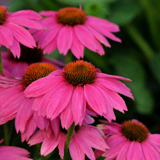 Close-up of Pow Wow Wild Berry Coneflower's pink flowers