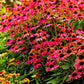 Close-up of Pow Wow Wild Berry Coneflower's pink flowers