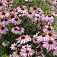 Magnus Echinacea - Purple Coneflower with vibrant blooms