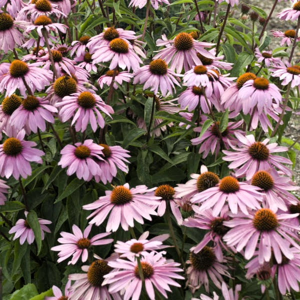 Magnus Echinacea - Purple Coneflower with vibrant blooms