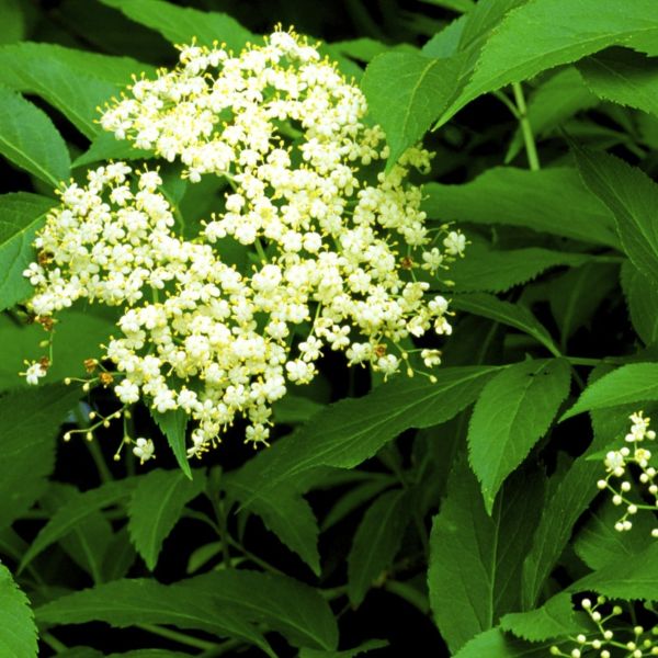 American Elderberry Sambucus canadensis