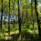 GSP brand Purdue #1 Black Walnut trees, fast-growing and ideal for timber production