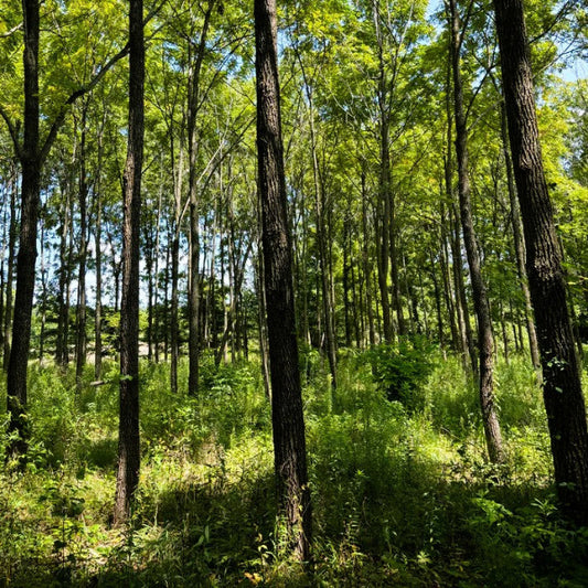 GSP brand Purdue #1 Black Walnut trees, fast-growing and ideal for timber production