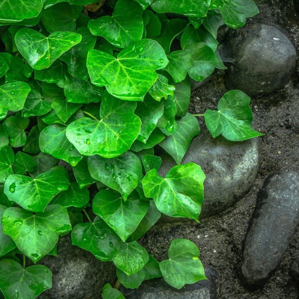 English Ivy creating a lush, green carpet in a shaded garden area