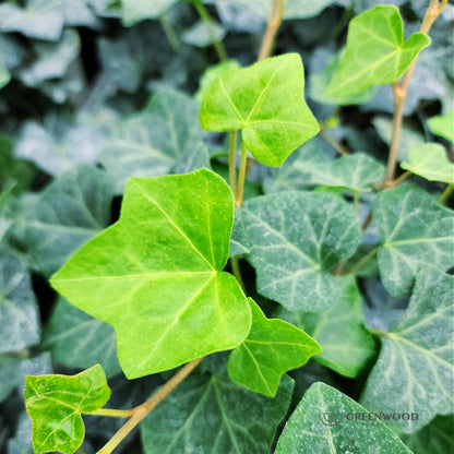 Close-up of English Ivy’s evergreen foliage