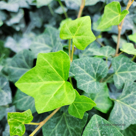 Close-up of English Ivy’s evergreen foliage