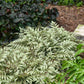 Bold Large Fern for Complementing Hostas and Astilbes"