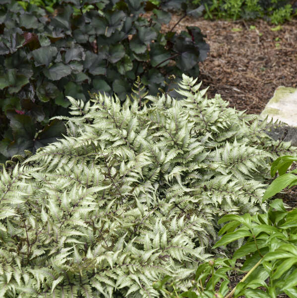Bold Large Fern for Complementing Hostas and Astilbes"