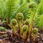 Botanical Detail: Ostrich Fern fiddleheads emerging and beginning to unfurl from moist woodland soil in early spring.