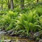 Landscape/Use: Mature Ostrich Ferns growing along a shaded stream bank in consistently moist woodland soil.