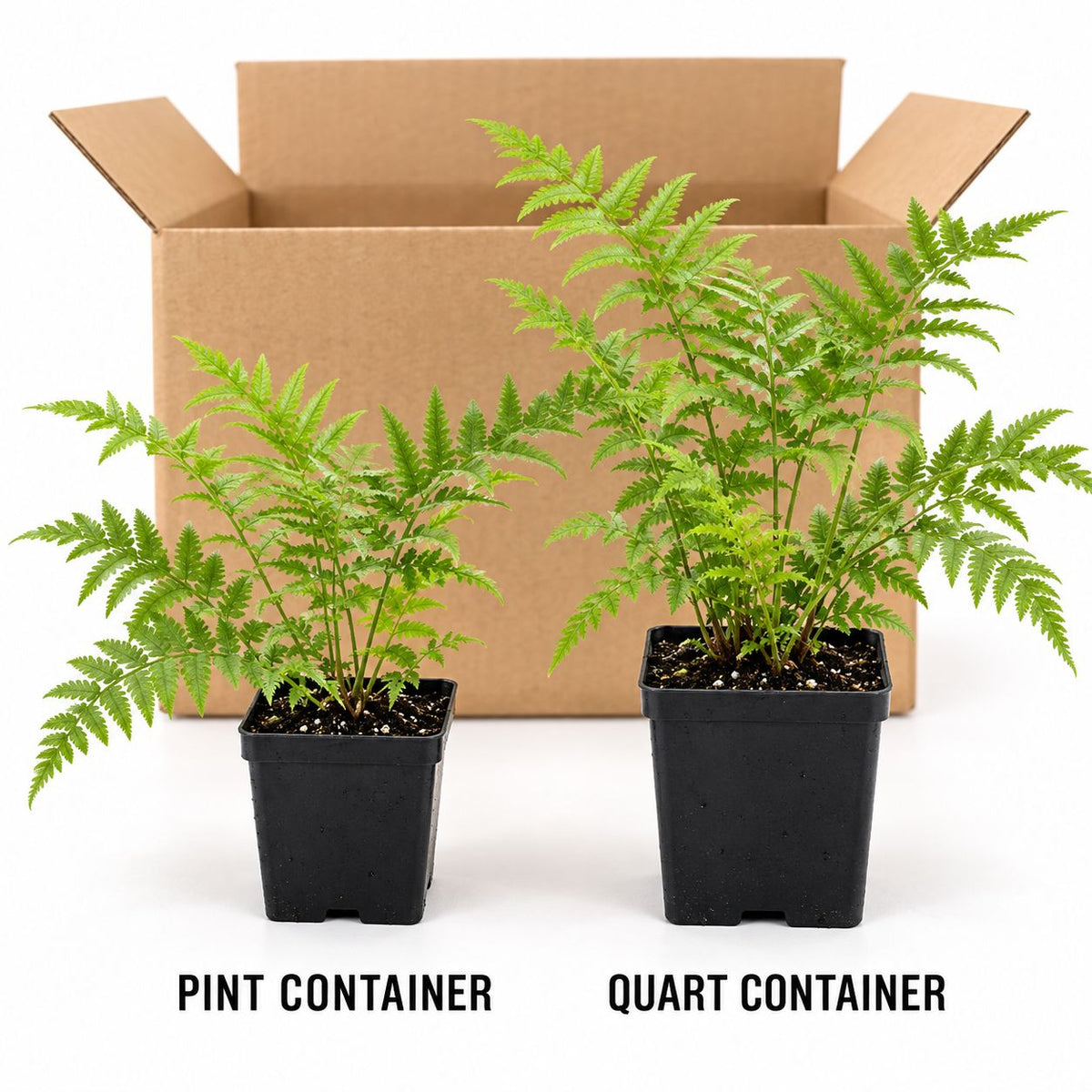 What Customer Receives: Young Ostrich Fern plants in labeled square pint and quart nursery containers beside an open shipping box.