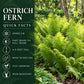 Ostrich Fern quick facts showing zones 2–8, part to full shade, 4–5-foot height, moist to wet soil, fast growth, and deer resistance.