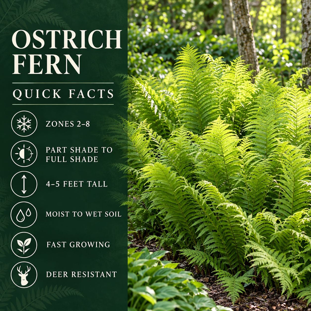 Ostrich Fern quick facts showing zones 2–8, part to full shade, 4–5-foot height, moist to wet soil, fast growth, and deer resistance.