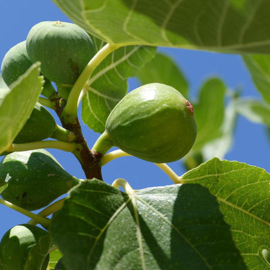 Fignomenal Dwarf Fig tree growing in a container with brown-skinned figs