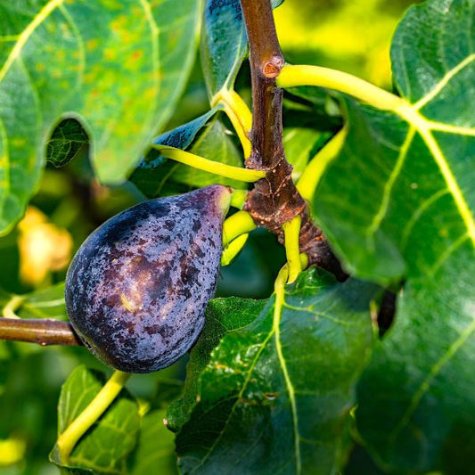 close up of purple fruit on fig tree