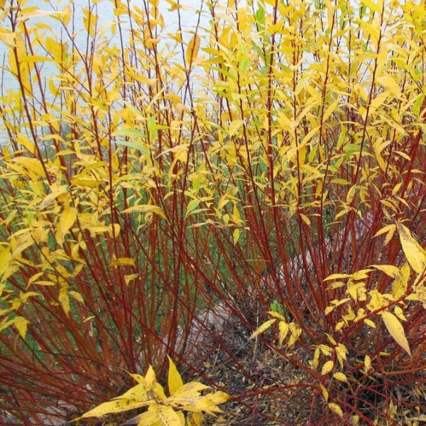 Close-up of Flame Willow's orange-red bark and golden leaves in a garden setting
