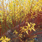 Flame Willow