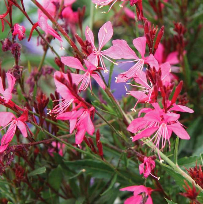 Gaura Siskiyou Pink with delicate pinkish-white flowers on tall wiry stems