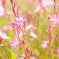 Enchanting Gaura lindheimeri for Mass Plantings and Garden Borders