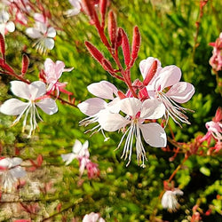 Gaura Siskiyou Pink with Fluttering Pinkish-White Blooms"