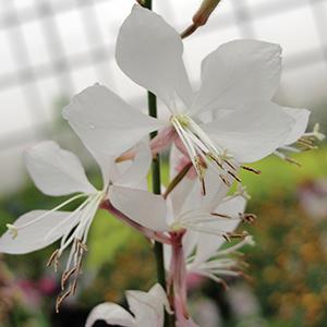 Close-up of Gaura Whirling Butterflies' white flowers resembling clusters of tiny butterflies