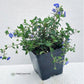 Close-up of Veronica Georgia Blue's periwinkle blue flowers and light green leaves