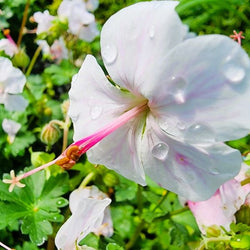 gernaium Biokovo Cranesbill closeup