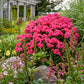 'Glamour Girl' Phlox paniculata with hot coral pink flowers against dark purple stems and bright green foliage