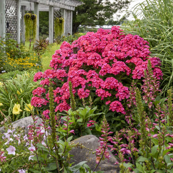 'Glamour Girl' Phlox paniculata with hot coral pink flowers against dark purple stems and bright green foliage