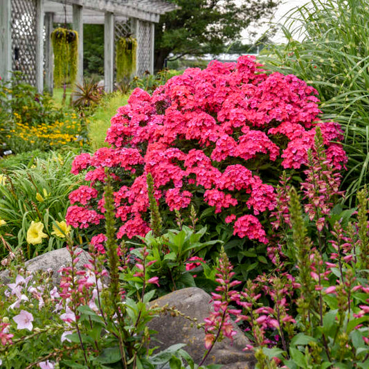 'Glamour Girl' Phlox paniculata with hot coral pink flowers against dark purple stems and bright green foliage