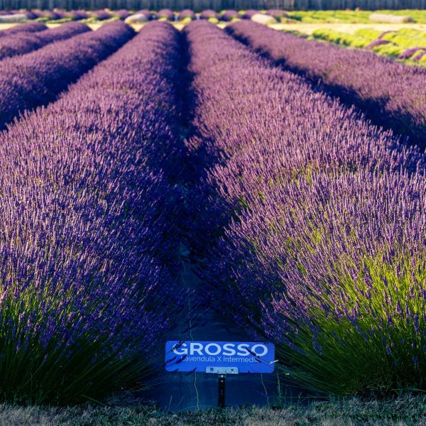 Grosso Lavender with long spikes of deep violet flowers