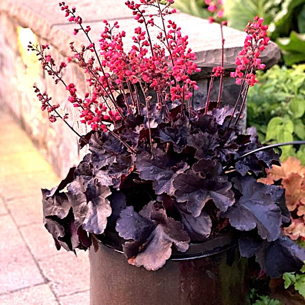 Compact Coral Bells for Pathways, Borders, and Container