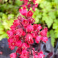 Close-up of cherry red flowers on Black Forest Cake Heuchera