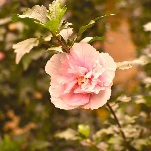 Blushing Bride Rose of Sharon