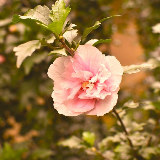 Blushing Bride Rose of Sharon