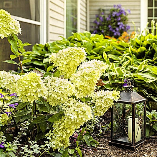 Compact Little Lime Punch™ Hydrangea thriving in a well-designed garden border