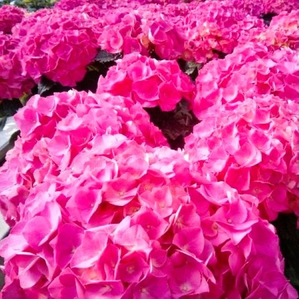 Close-up of vibrant rose to carmine red flowers on Merritt Supreme Hydrangea