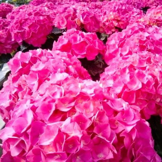 Close-up of vibrant rose to carmine red flowers on Merritt Supreme Hydrangea