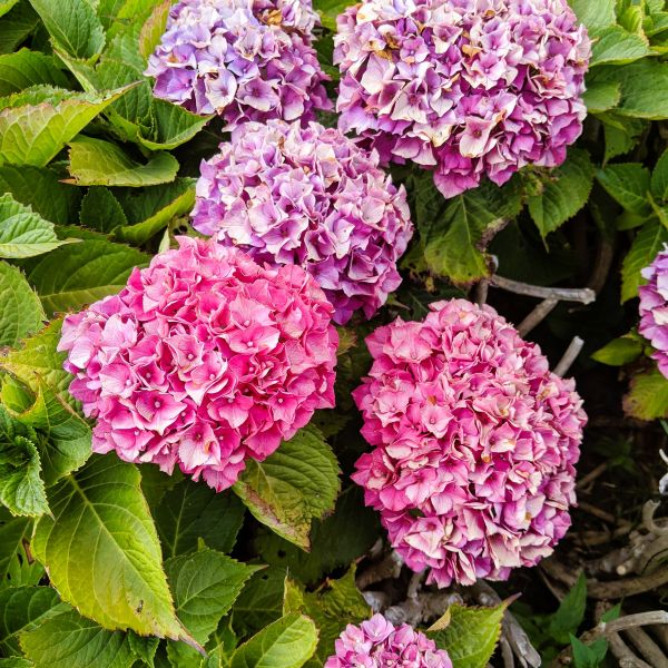 Merritt Supreme Hydrangea adding vibrant color to a garden