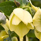 Evergreen Lenten Rose for Woodland and Shade Gardens"