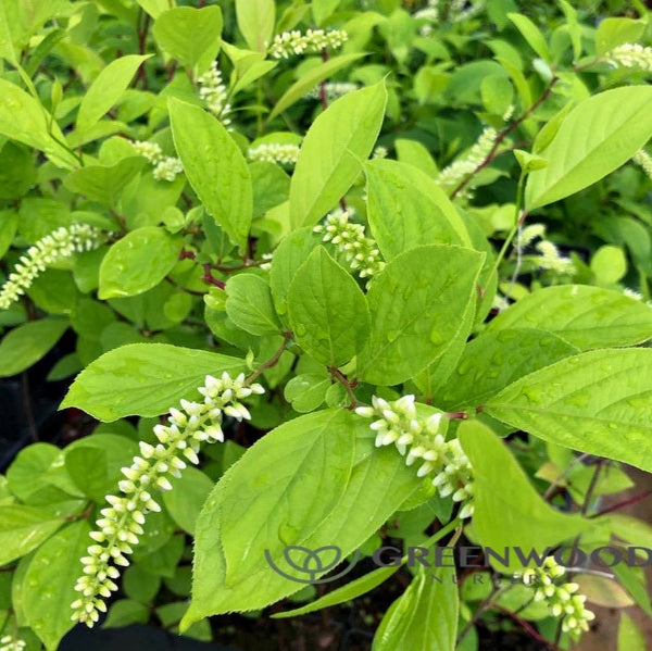 Henry’s Garnet Sweetspire with white flowers in drooping racemes