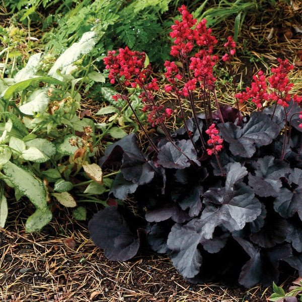 Greenwood Nursery Heuchera